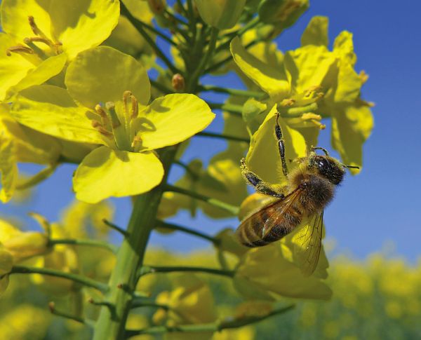 Oilseed rape is likely to provide the first significant honey flow of the season